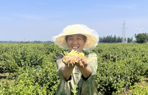 配资炒股配资专业 连花清瘟的“花”是什么花？以岭药业3100亩金银花开出富民良方